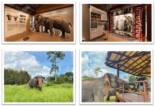 Elefantenmuseum & Dschungelwanderung mit Samui Elephant Home