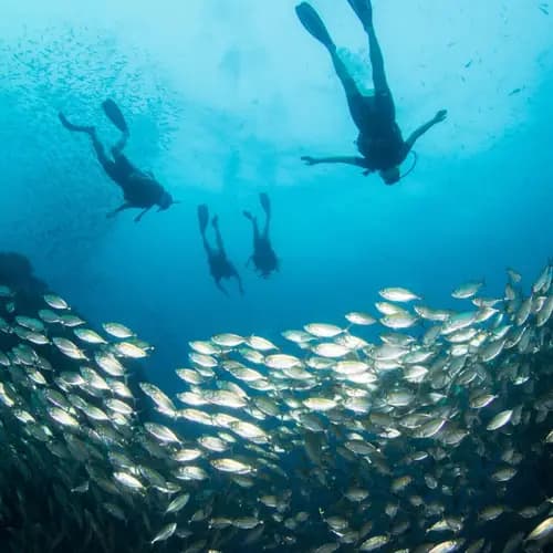 PADI Scuba Diving Courses with Scuba Shack Koh Tao