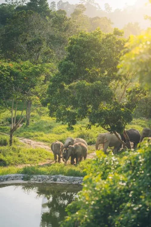 Elefantenpflege mit dem Samui Elephant Kingdom