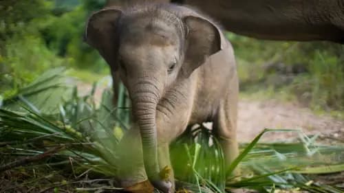 Elefantenfütterung mit Samui Elephant Haven